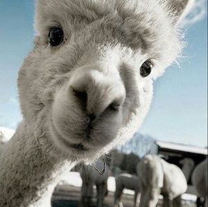 Meet your Posher, Dedra